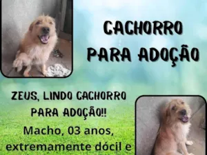 Cachorro raça SRD-ViraLata idade 3 anos nome Kiara e Zeus