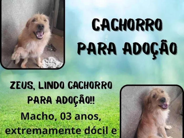 Cachorro ra a SRD-ViraLata idade 3 anos nome Kiara e Zeus