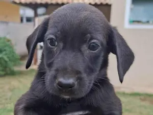 Cachorro raça SRD-ViraLata idade Abaixo de 2 meses nome Pretão