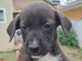 Menina