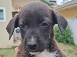Cachorro raça SRD-ViraLata idade Abaixo de 2 meses nome Menina