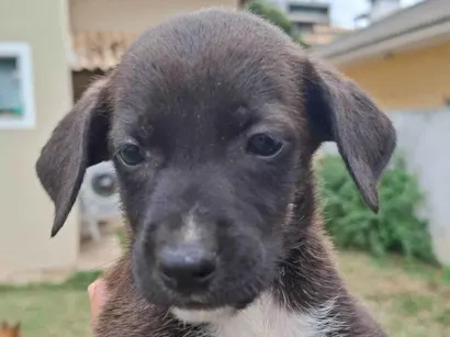 Cachorro raça SRD-ViraLata idade Abaixo de 2 meses nome Menina