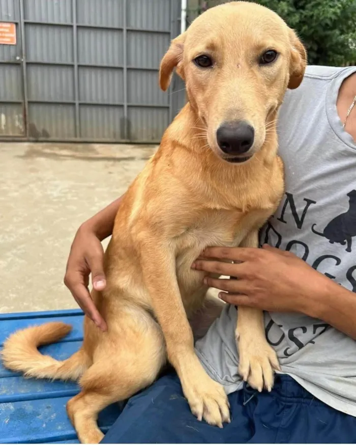 Cachorro ra a SRD-ViraLata idade 2 anos nome Lorenzo