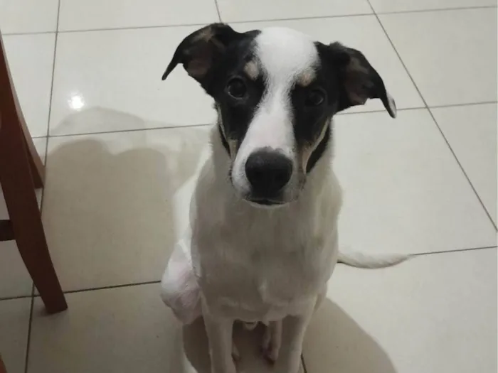 Cachorro ra a SRD-ViraLata idade 7 a 11 meses nome Astor