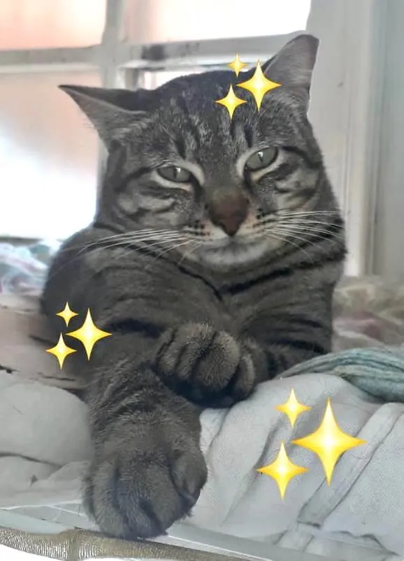 Gato ra a SRD-ViraLata idade 3 anos nome Giorgio 