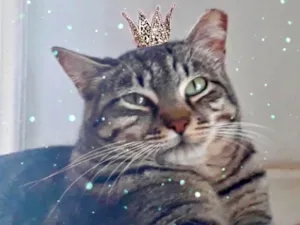 Gato raça SRD-ViraLata idade 3 anos nome Giorgio 