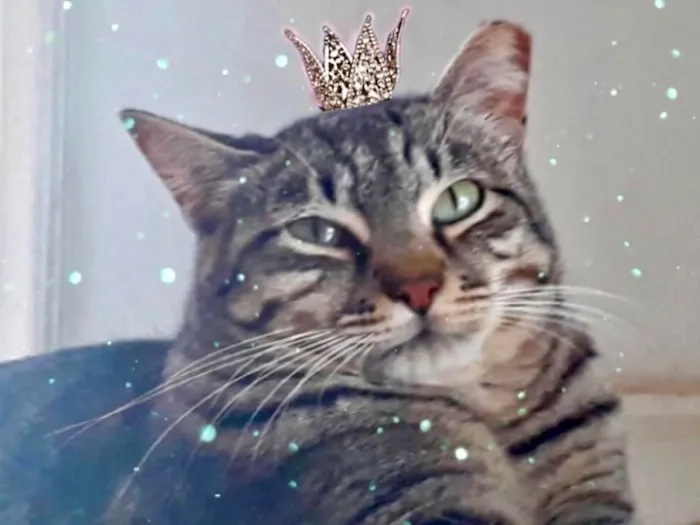 Gato ra a SRD-ViraLata idade 3 anos nome Giorgio 