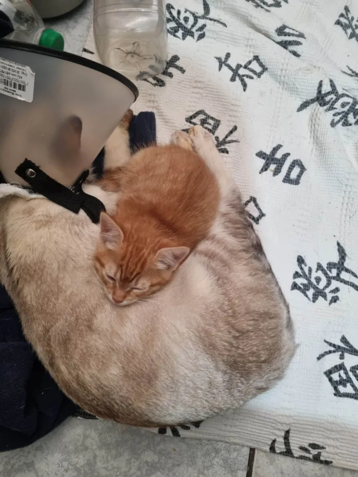 Gato ra a SRD-ViraLata idade Abaixo de 2 meses nome Laranjinha fêmea 