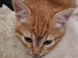 Gato raça SRD-ViraLata idade Abaixo de 2 meses nome Laranjinha fêmea 