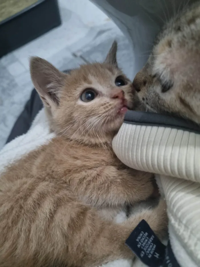 Gato ra a SRD-ViraLata idade Abaixo de 2 meses nome Fêmea Garfield