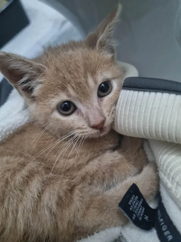Gato ra a SRD-ViraLata idade Abaixo de 2 meses nome Fêmea Garfield