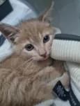 Fêmea Garfield