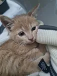 Fêmea Garfield