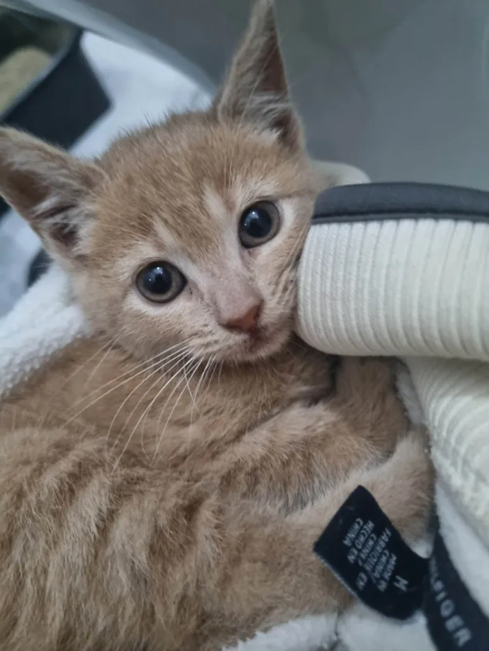 Gato ra a SRD-ViraLata idade Abaixo de 2 meses nome Fêmea Garfield