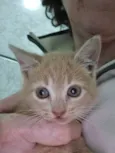 Fêmea Garfield