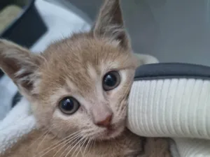 Gato raça SRD-ViraLata idade Abaixo de 2 meses nome Fêmea Garfield