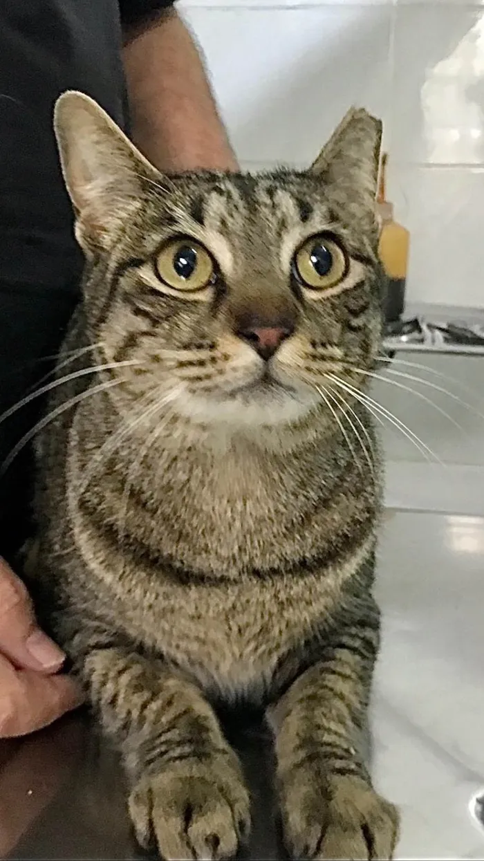 Gato ra a SRD-ViraLata idade 3 anos nome Gucci