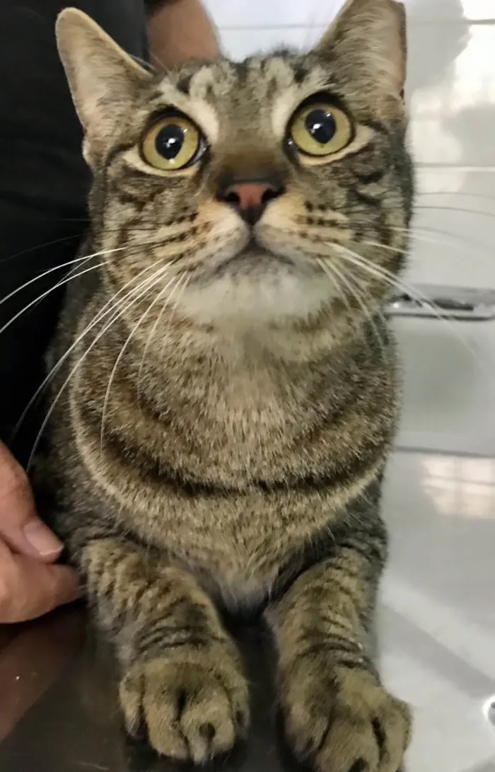 Gato ra a SRD-ViraLata idade 3 anos nome Gucci