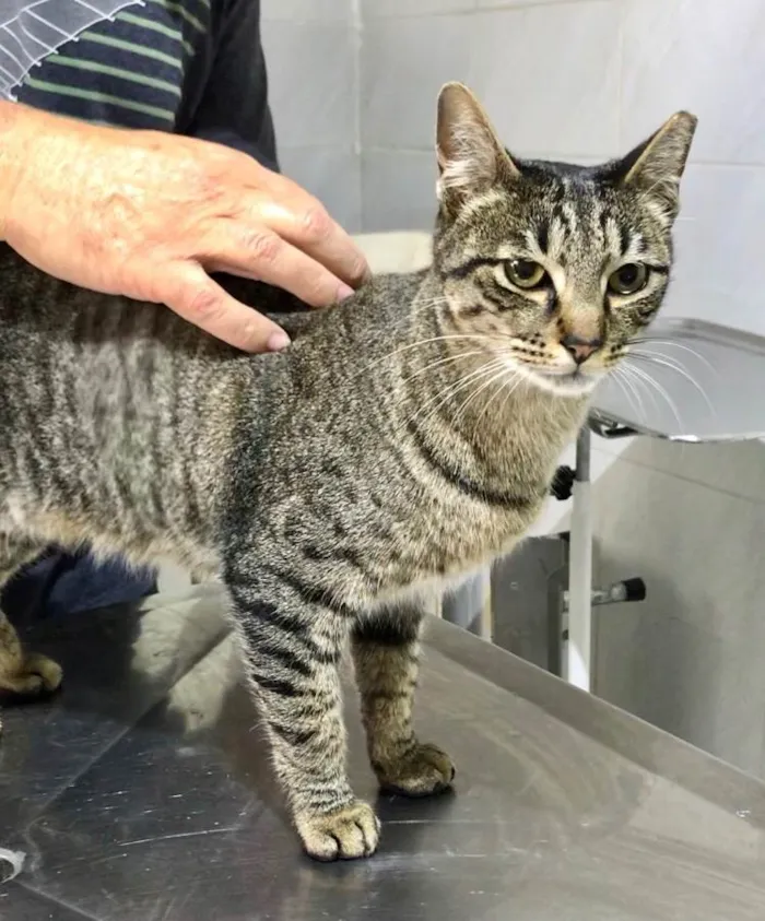 Gato ra a SRD-ViraLata idade 3 anos nome Gucci