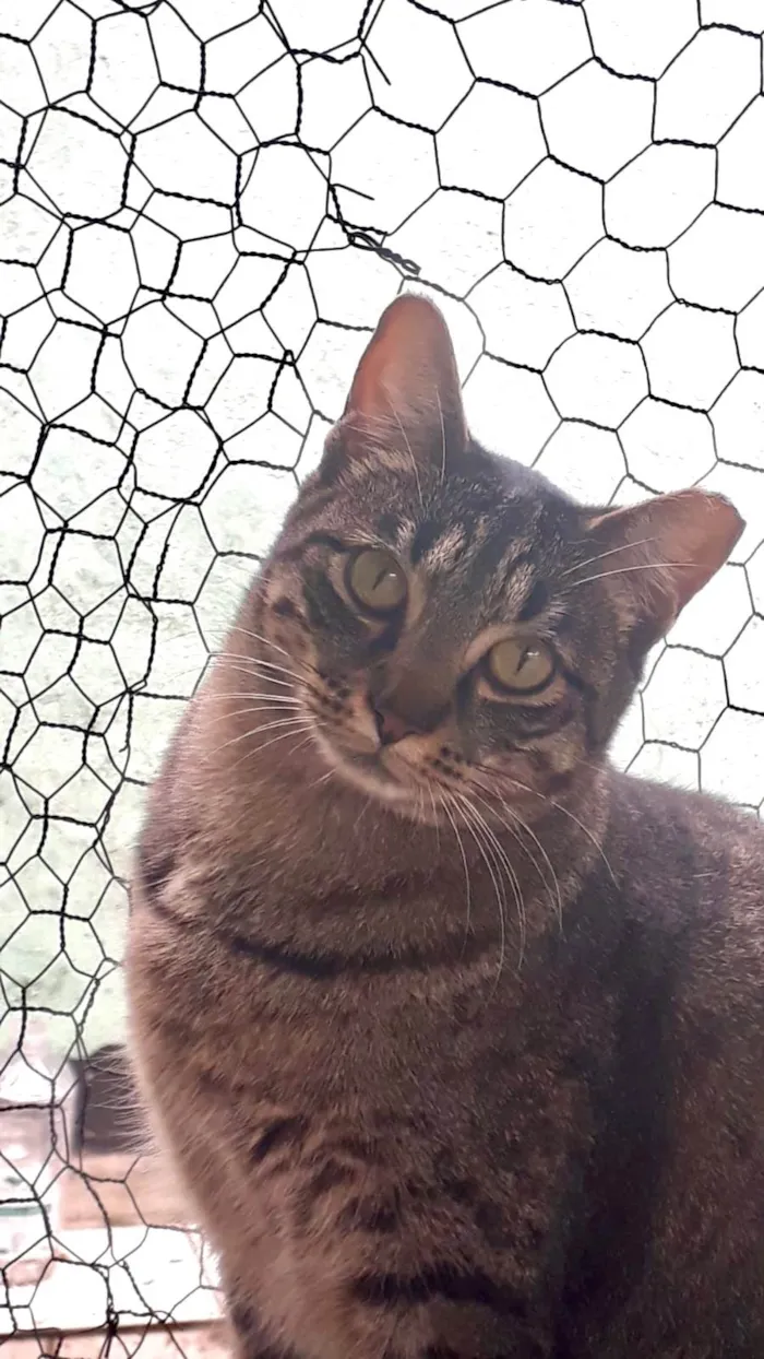 Gato ra a SRD-ViraLata idade 3 anos nome Gucci