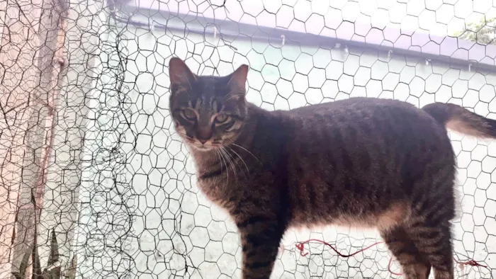 Gato ra a SRD-ViraLata idade 3 anos nome Gucci