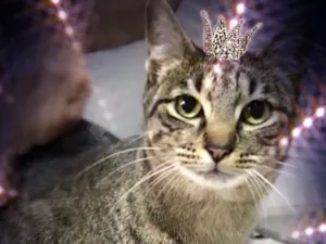 Gato raça SRD-ViraLata idade 3 anos nome Gucci