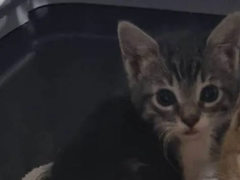Gato ra a SRD-ViraLata idade 2 a 6 meses nome Thor