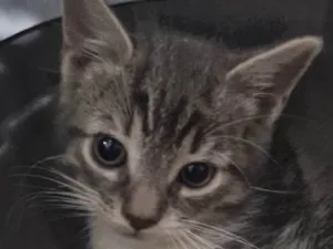 Gato raça SRD-ViraLata idade 2 a 6 meses nome Thor