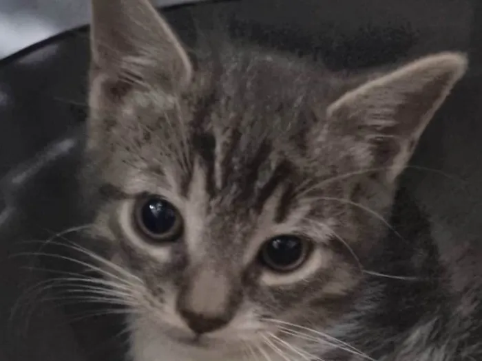 Gato ra a SRD-ViraLata idade 2 a 6 meses nome Thor