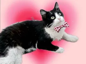 Gato raça SRD-ViraLata idade 7 a 11 meses nome Cacau 11meses 