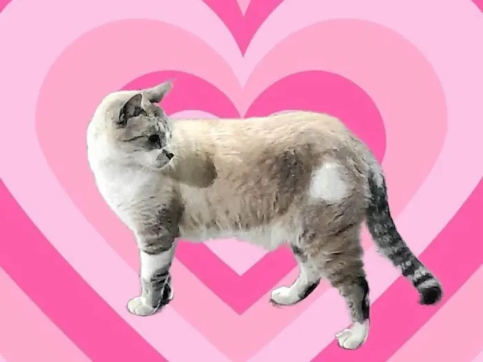 Gato ra a SRD-ViraLata idade 7 a 11 meses nome Thomas 1aninho 