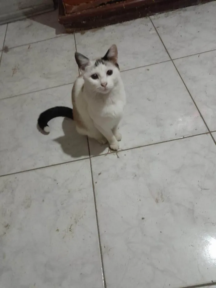 Gato ra a SRD-ViraLata idade 7 a 11 meses nome Melissa 
