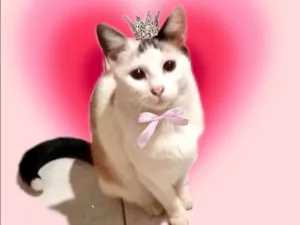 Gato raça SRD-ViraLata idade 7 a 11 meses nome Melissa 