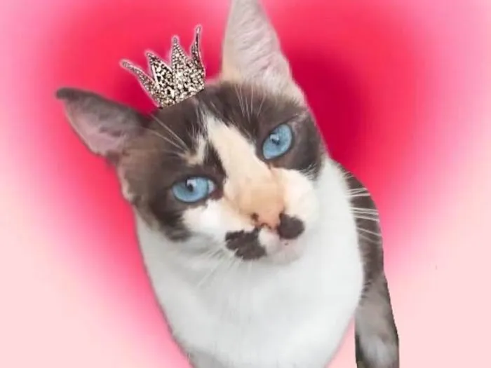 Gato ra a SRD-ViraLata idade 7 a 11 meses nome Cappuccino 