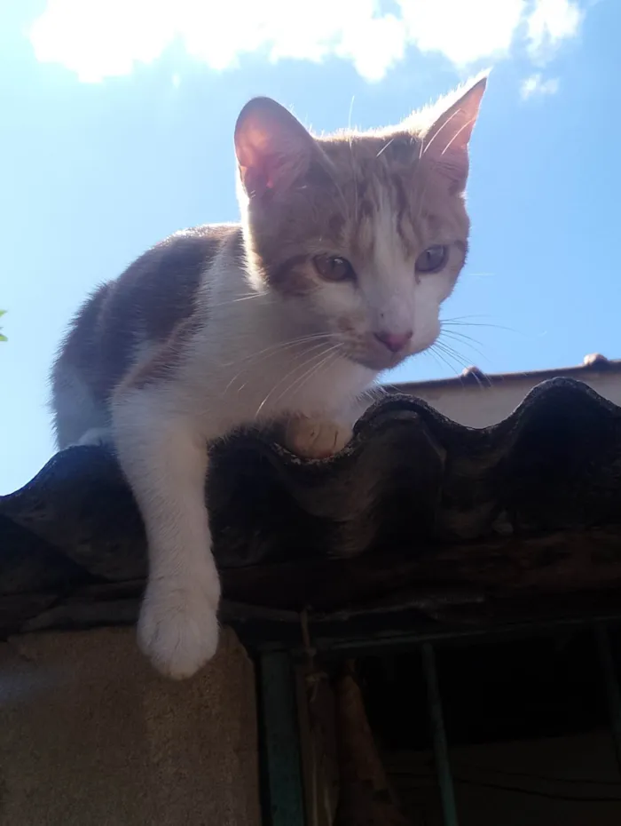 Gato ra a American Shorthair idade 7 a 11 meses nome Loki