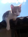 Loki