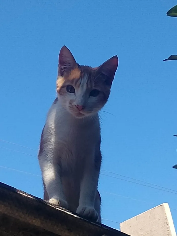 Gato ra a American Shorthair idade 7 a 11 meses nome Loki