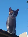 Loki