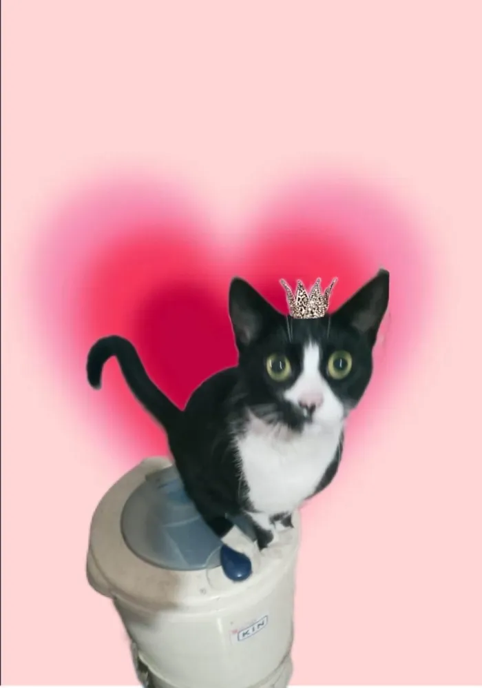 Gato ra a SRD-ViraLata idade 7 a 11 meses nome Oreo 1aninho lindo 