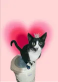 Oreo 1aninho lindo
