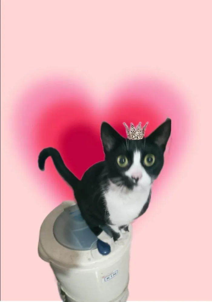 Gato ra a SRD-ViraLata idade 7 a 11 meses nome Oreo 1aninho lindo 