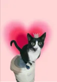 Oreo 1aninho lindo