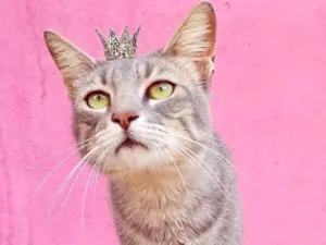 Gato raça SRD-ViraLata idade 2 a 6 meses nome Yoyo bb4meses lindo 