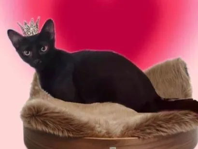 Gato raça SRD-ViraLata idade 2 a 6 meses nome Merlin bb6meses