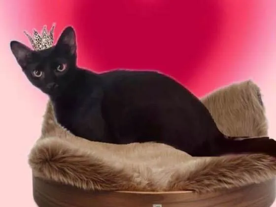 Gato ra a SRD-ViraLata idade 2 a 6 meses nome Merlin bb6meses