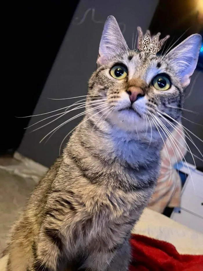 Gato ra a SRD-ViraLata idade 2 a 6 meses nome John bb5meses lindo 