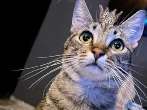 Gato raça SRD-ViraLata idade 2 a 6 meses nome John bb5meses lindo 