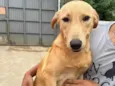 Lorenzo