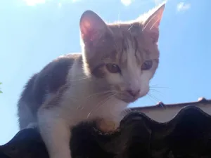 Gato raça American Shorthair idade 7 a 11 meses nome Loki
