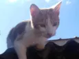 Loki